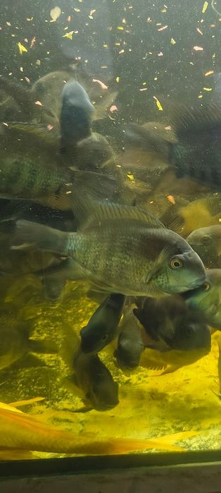 Rybki akwariowe Pielęgnica severum
