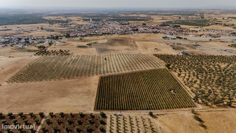 Vinha | Para Venda | Alentejo