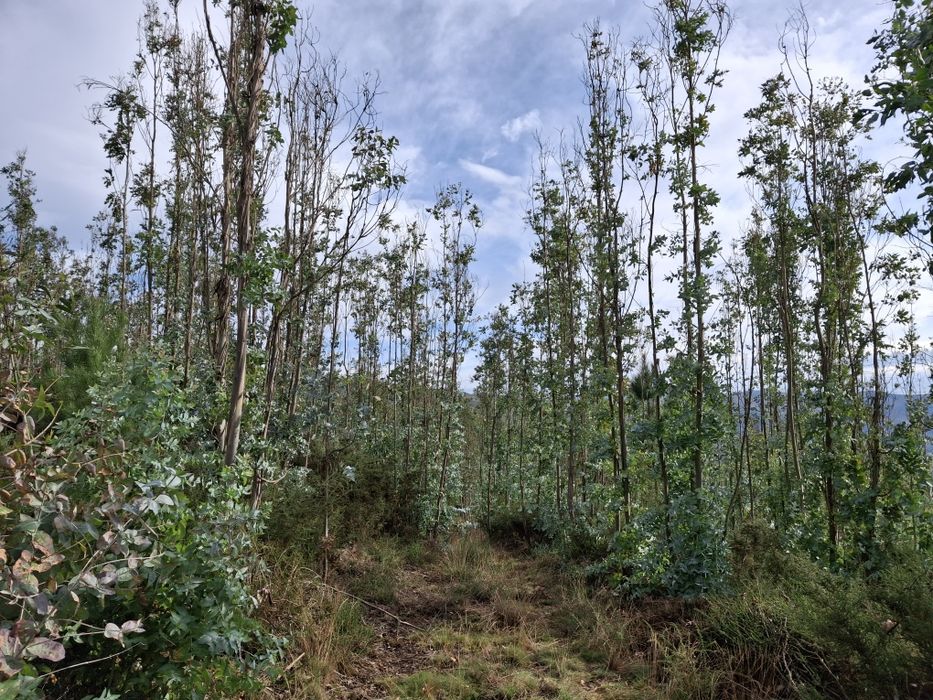 Terrenos Passadiços do Paiva