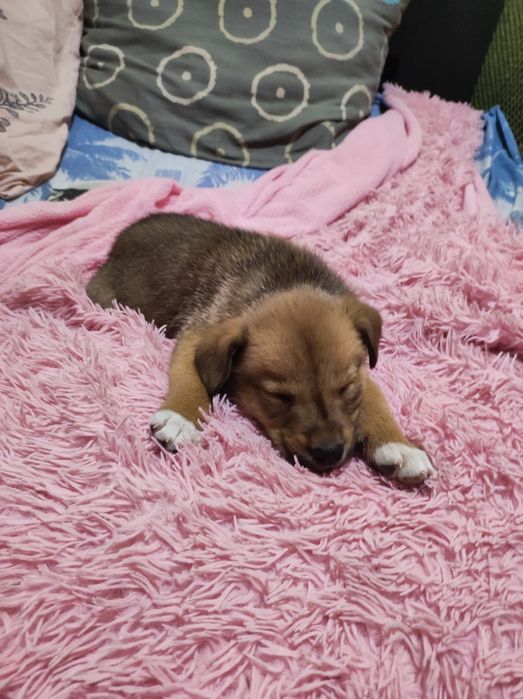 Чудесный щенок Лёва ищет любящую семью