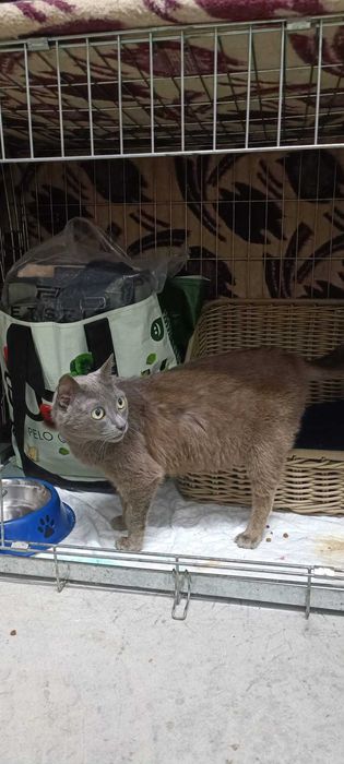 Vários gatinhos para adopção