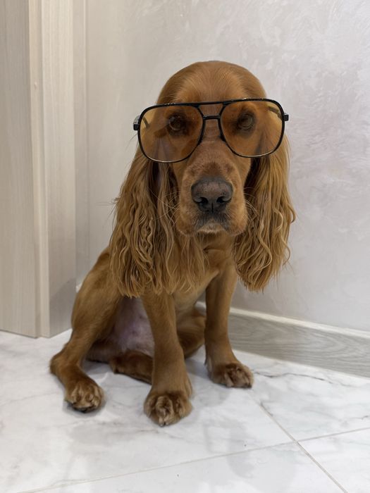 Вʼязка кокер спаніель