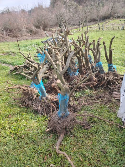 Oliveiras para jardim