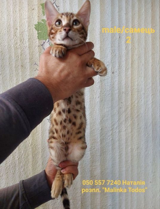 Бенгальський котик з документами клубу