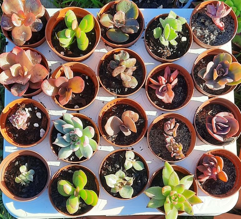 VASOS Suculentas reprodução caseira adaptadas ao tempo.