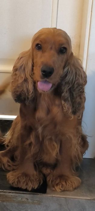Wspaniała suczka  rodowodem. Cocker spaniel angielski