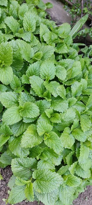 Мелисса лимонная