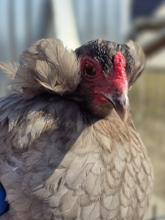 Araucana bezogoniasta jajka jaja lęgowe