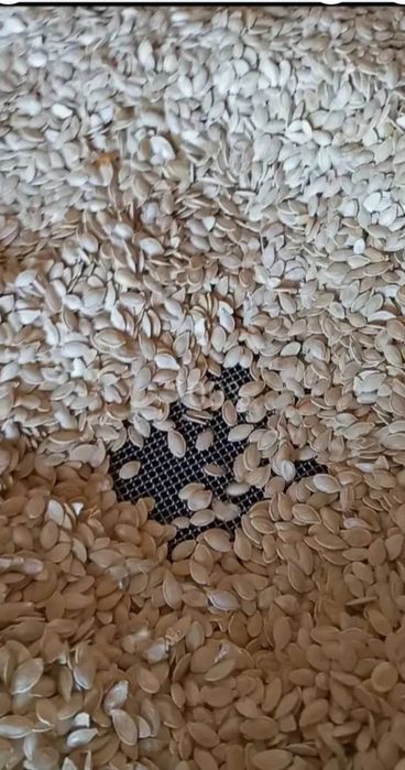 Продам гарбузове насіння