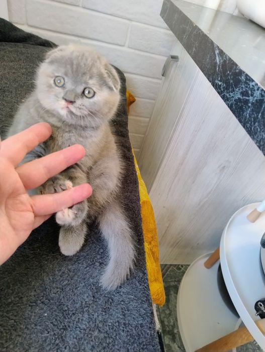 Кошенята вісловушки