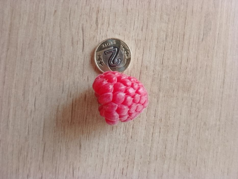 Maliny ekologiczne