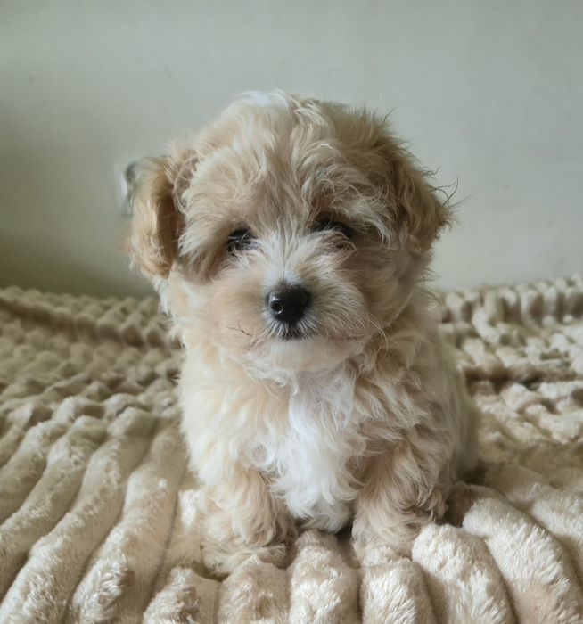 Cudowna  maltipoo F1  dziewczynka