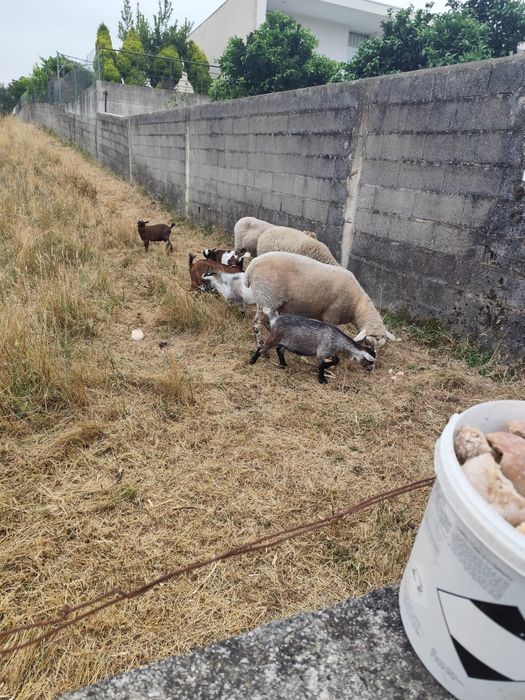 Cabras anãs meigas