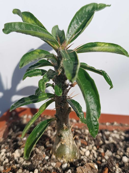 Каудексна рослина Pachypodium bispinosum