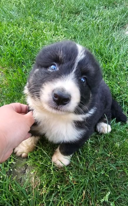 Piesek Border collie