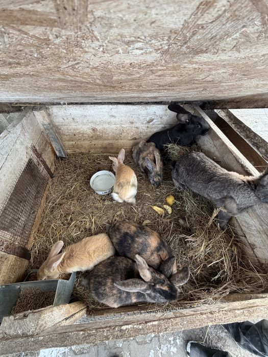 Króliki mieszańce Samice