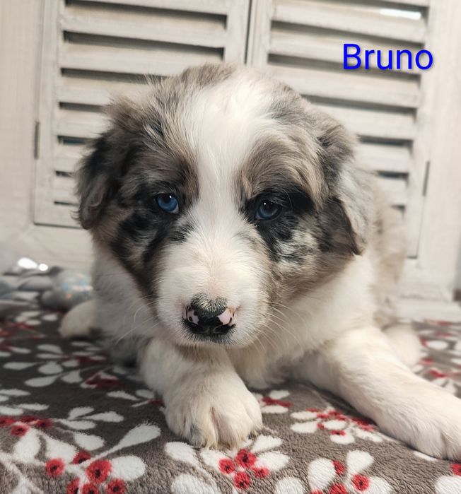 Border collie piesek Blue merle przebadani rodzice do odbioru