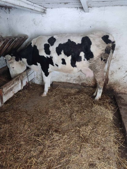 Продам добру корову, тільна третім телям, спокійна  , дійна