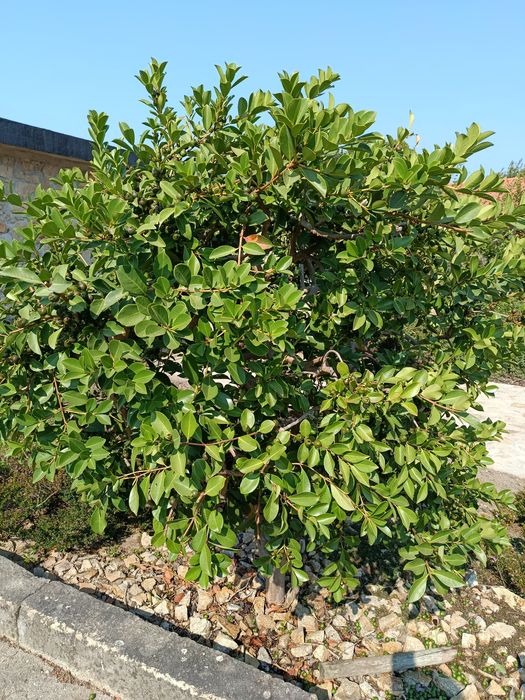 Plantas de Araçá amarelo com cerca de 2m