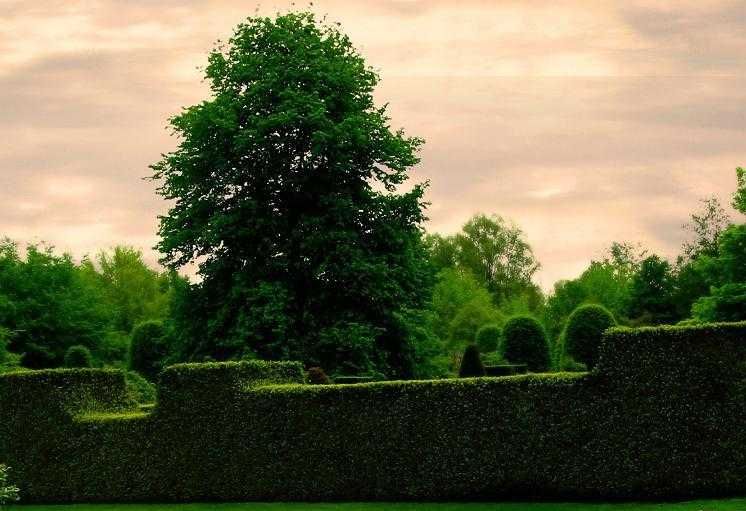 Ałycza na żywopłot MIODODAJNA duże sadzonki