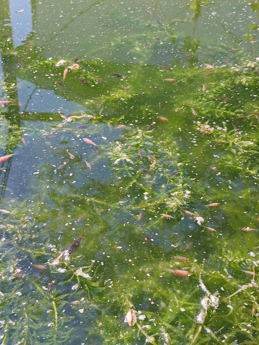 Peixes de aquário ou lago de água fria