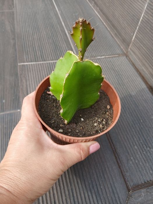 Planta de  fruto _ pitaia