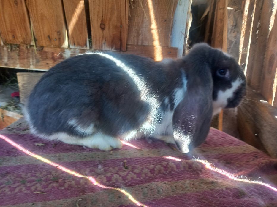 Продам/обміняю  кроликів французький баран
