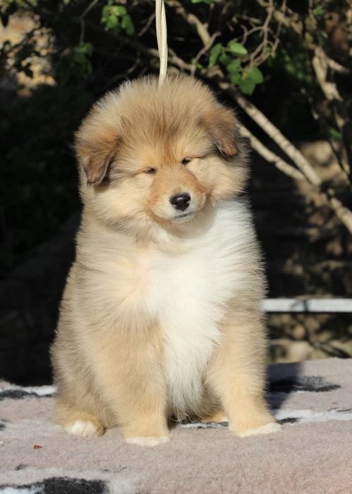 Колли - цуценята