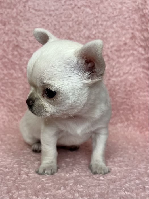 Chihuahua Femea Super Pequenina