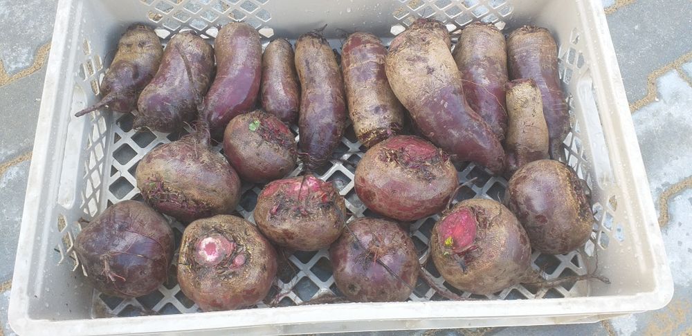 Sprzedam buraki czerwone