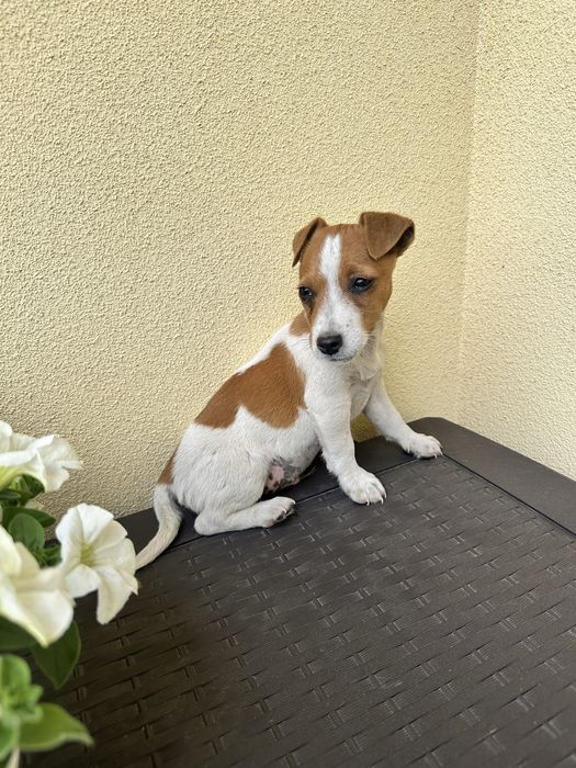 Piesek szczeniak Jack Russell Terrier z Rodowodem