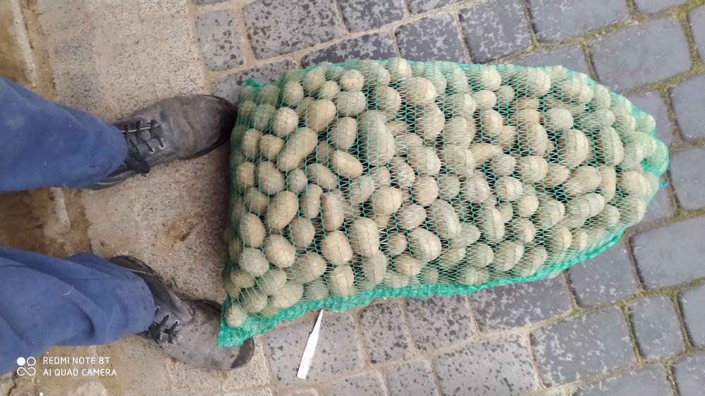 Sadzeniaki Satina Tajfun