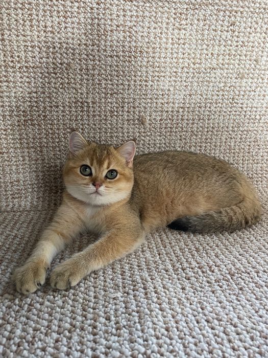 Золоте муркотливе щастя