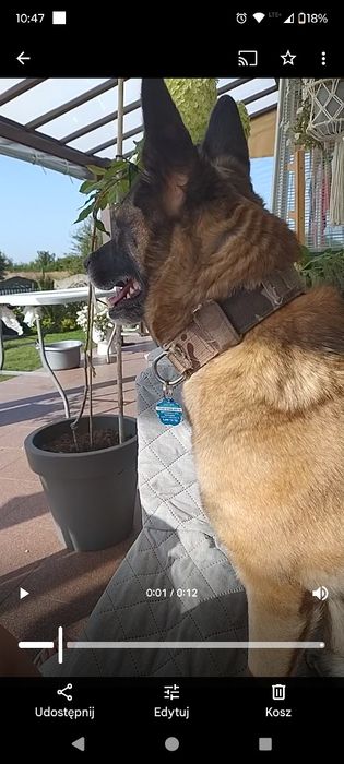 Hotel dla psów i kotów tresura