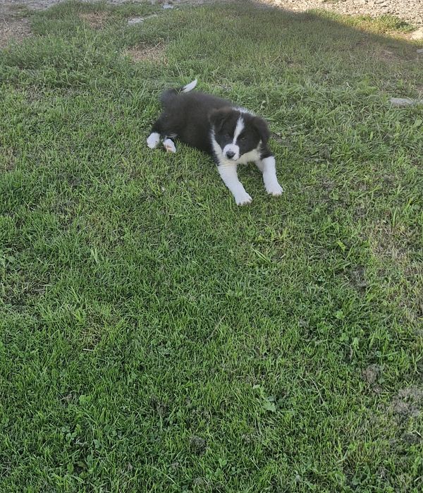 Piesek border collie