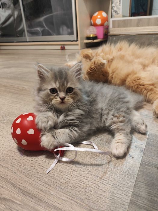 Кошенята Скотиш Братик і Сестричка