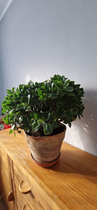 Kalanchoe-Red Orange