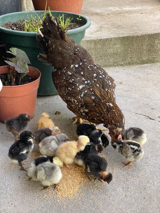 Pintainhos de várias raças