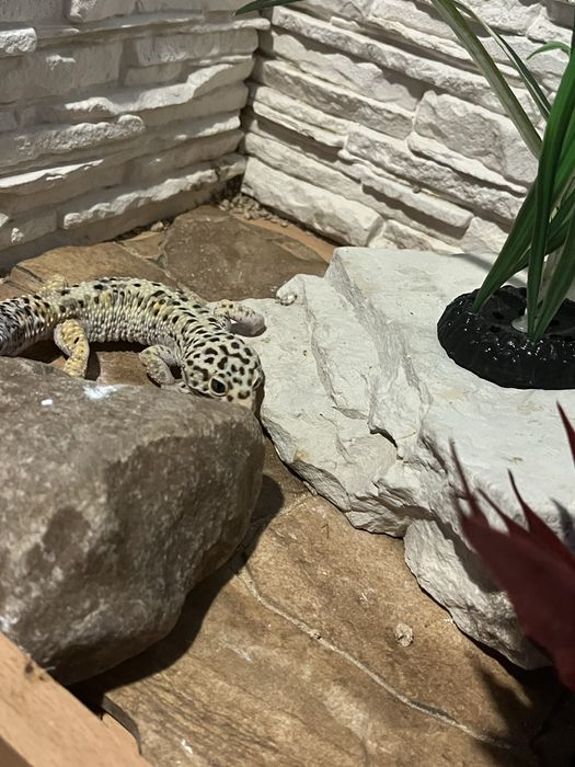 Gekon Lamparci plus terrarium