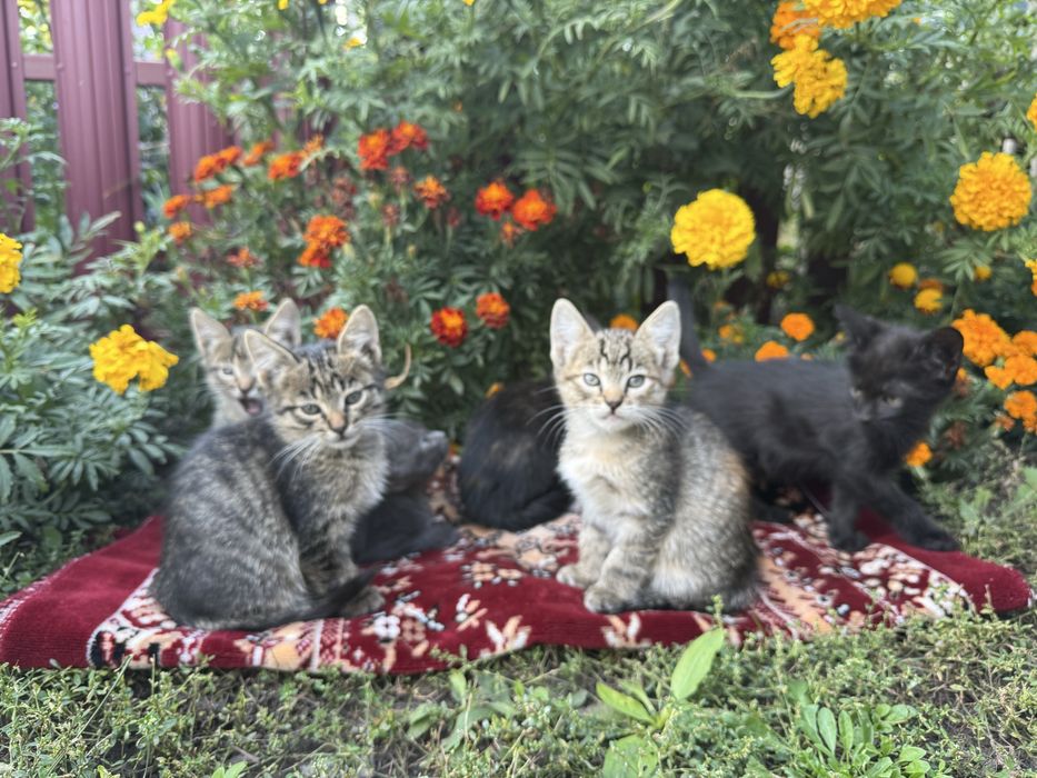 Віддам котенят у добрі руки