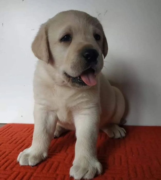 Labrador Retriever fêmea filha de campeões