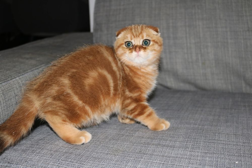 Uma gatinha scottish  fold golden