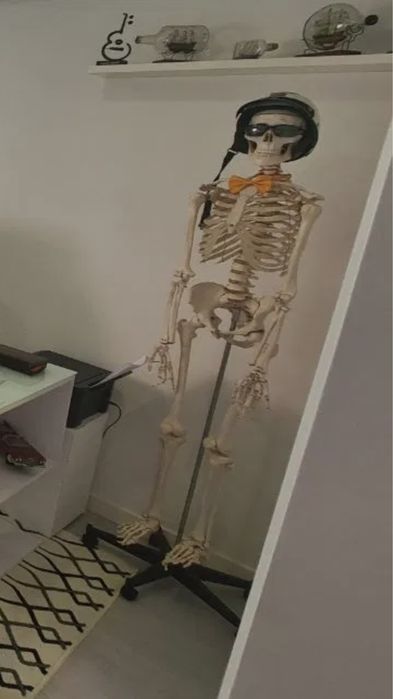 Esqueleto humano para estudo anatomia