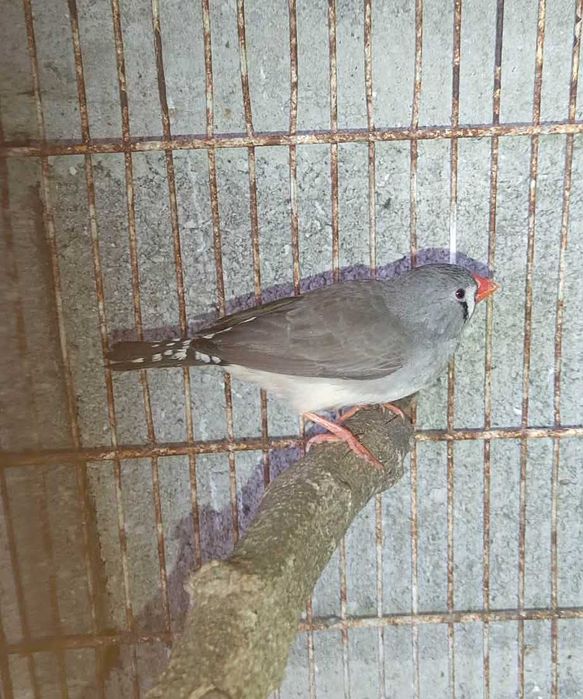 Casal Mandarins de 2024 /2025