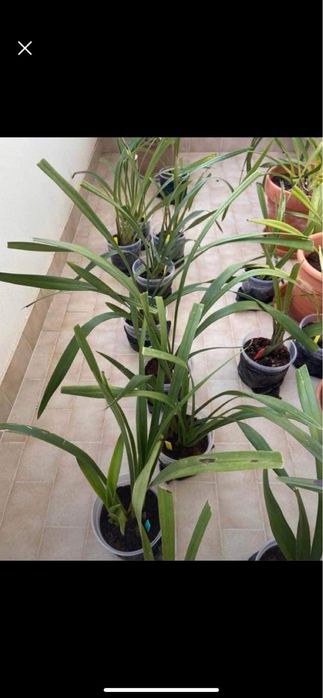 Orquideas de rua em vaso pequeno