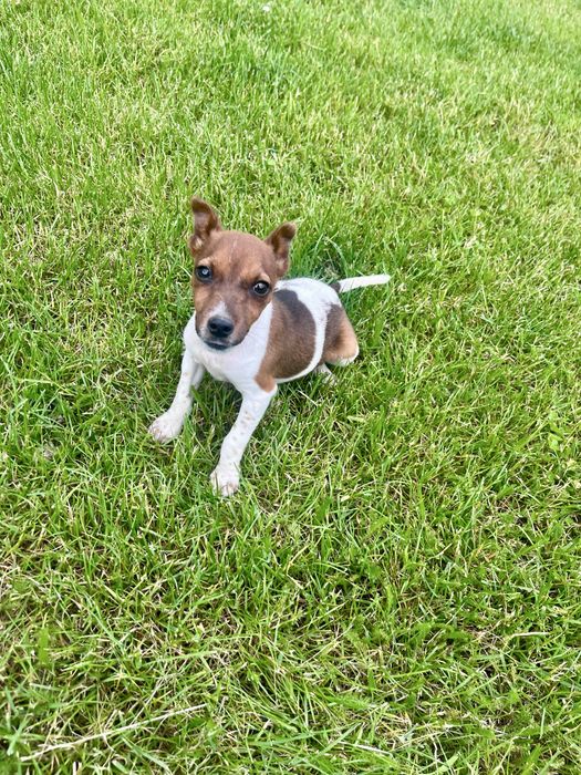 Jack Russell Terrier suczka