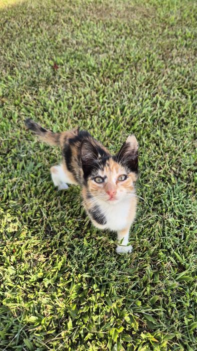 Gatinha Bébé para Adoção