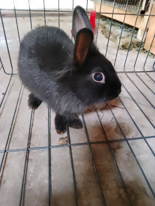 Króliczki miniaturki