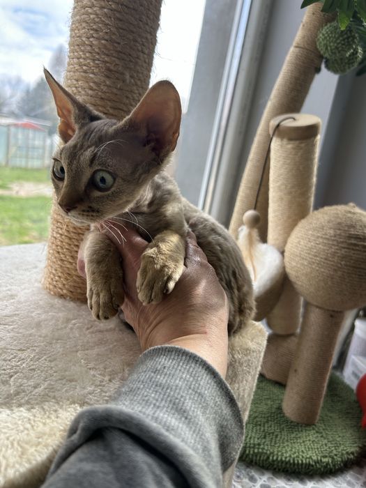 Slodki kocurek Devon Rex
