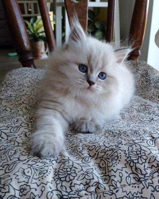 Neva Masquerade kotka Elva Nenufar*Pl